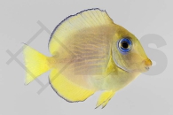 m10259_Acanthurus-coeruleus_Blauer-Doktorfisch_juvenil_01