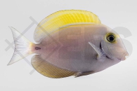 m10279_Acanthurus-dussumieri_Dussumieres-Doktorfisch_02