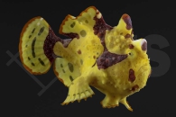 m11200_Antennarius-maculatus_Warzen-Anglerfisch_zweifarbig_02