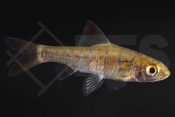 040072_barbus-barilioides_Blaustrichbarbe_02