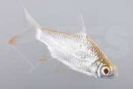040103_Barbodes-schwanenfeldii_Brassenbarbe-albino_01