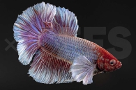 050121_Betta-splendens_Elefantenohren-Kampffisch_01