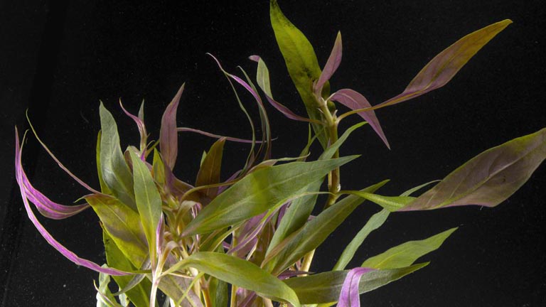 Showing Slide: 981008_Alternanthera-reineckii_kleines-Papageienblatt-Bund_02_040.jpg