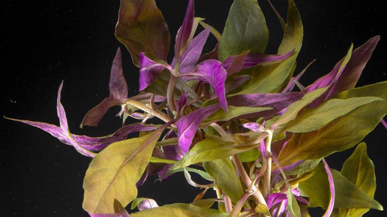 Showing Slide: 981011_Alternanthera-rosaefolia_rosa-Papageienblatt-Bund_02_071.jpg