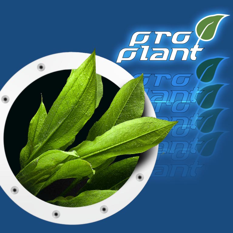 pro plant