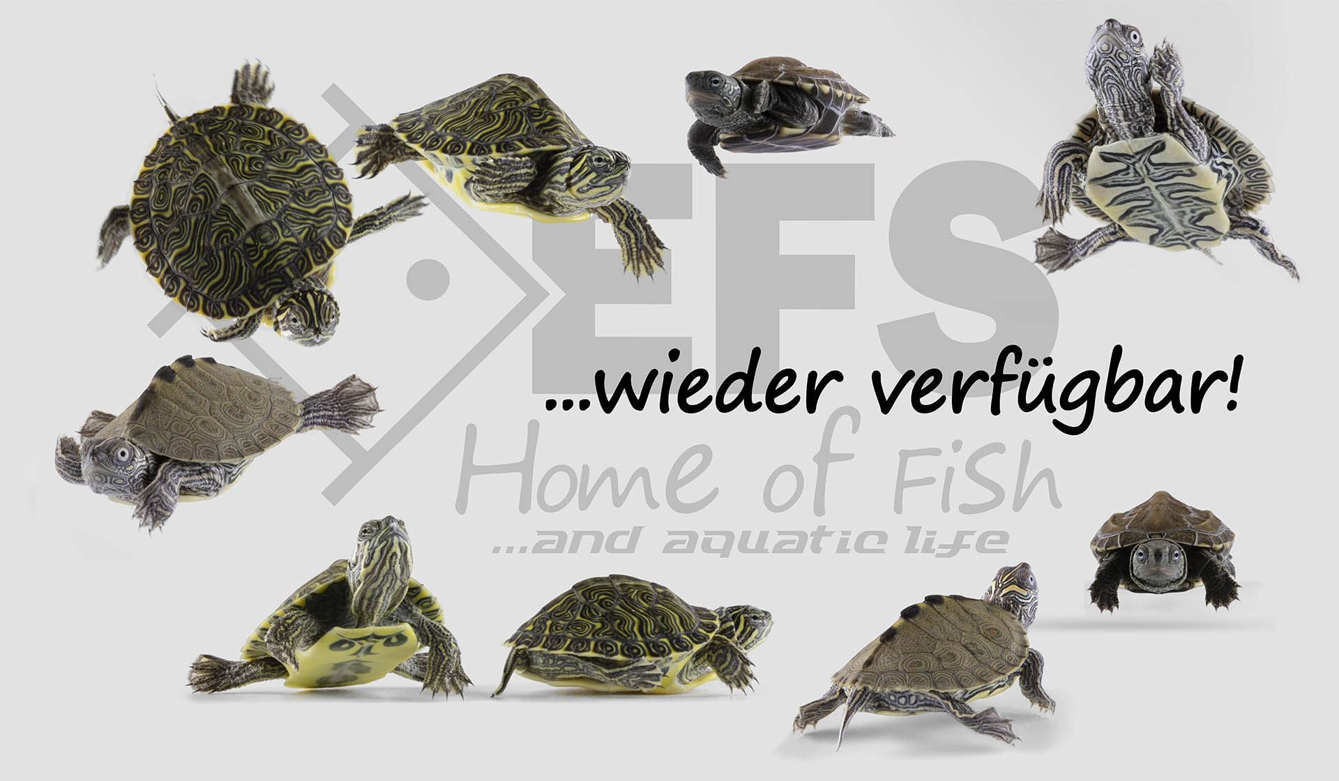 Wasserschildkröten bei EFS