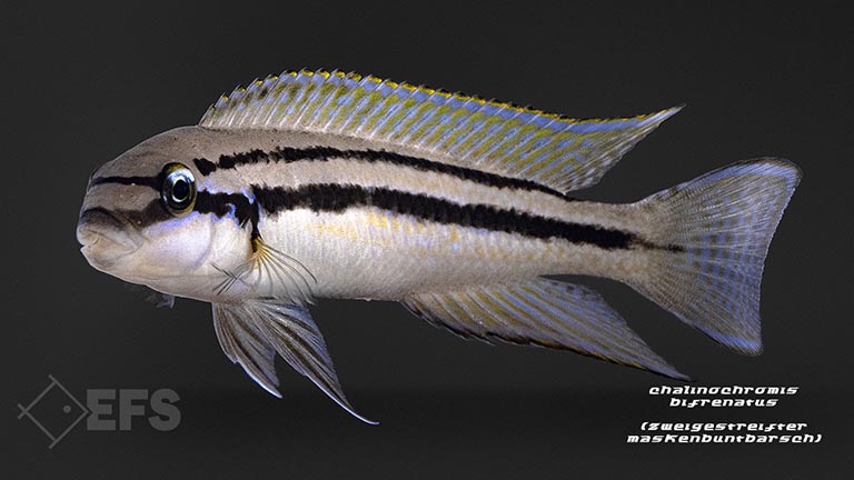 Showing Slide: Chalinochromis-bifrenatus_zweigestreifter-maskenbuntbarsch_02.jpg