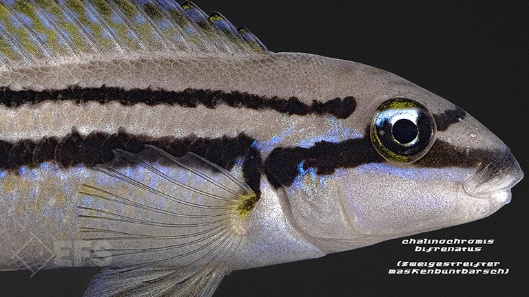 Showing Slide: Chalinochromis-bifrenatus_zweigestreifter-maskenbuntbarsch_03.jpg