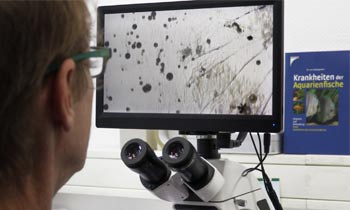 Forscher am Mikroskop
