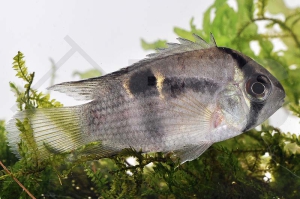 010002_Cleithracara-maronii_Maroni-Buntbarsch_01