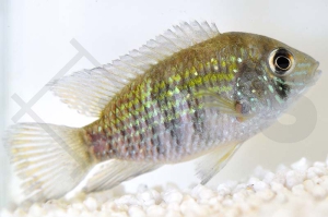 010003_Andinoacara-pulcher_Blaupunktbuntbarsch_01