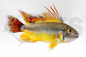 010009_Apistogramma-cacatuoides_Kakadu-Zwergbuntbarsch-doppelrot_01