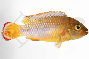 010018_Apistogramma-nijsseni_Panda-Zwergbuntbarsch_01