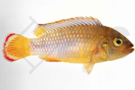 010018_Apistogramma-nijsseni_Panda-Zwergbuntbarsch_01