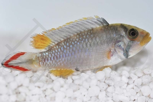 010021_Apistogramma-panduro_Panduros-Zwergbuntbarsch_01