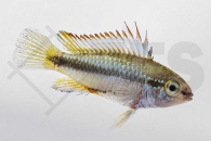 010024_Apistogramma-trifasciata_Dreistreifen-Zwergbuntbarsch_01