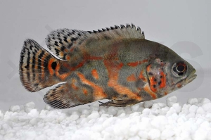 010025_Astronotus-ocellatus_Pfauenaugenbuntbarsch_01