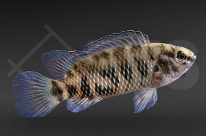 010036_Badis-badis_Blaubarsch_01