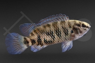 010036_Badis-badis_Blaubarsch_01