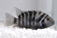 010040_Cichlasoma-nigrofasciatum_Gruenflossenbuntbarsch_01