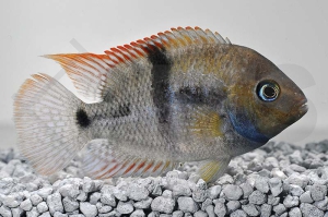 010041_Amatitlania-sajica_Sajica-Buntbarsch_01