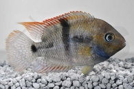 010041_Amatitlania-sajica_Sajica-Buntbarsch_01