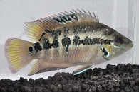 010042_Trichromis-salvini_Salvins-Buntbarsch_01