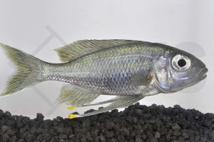 010045_Ophthalmotilapia-ventralis_Blauer-Fadenmaulbrueter_01