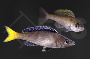 010048_Cyprichromis-leptosoma_Blauer-Heringscichlide-mpulungu_01