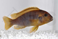 010061_Iodotropheus-sprengerae-red_Lavender-mbuna_01