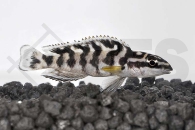 010064_Julidochromis-transcriptus_Schwarzweisser-Schlankcichlide_01