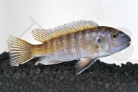 010065_Labeotropheus-trewavasae_Gestreckter-Schabemund-Buntbarsch_01