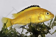 010066_Labidochromis-caeruleus_Gelber-Labidochromis-Yellow_01