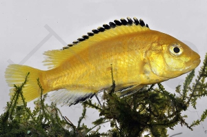 010066_Labidochromis-caeruleus_Gelber-Labidochromis-Yellow_01