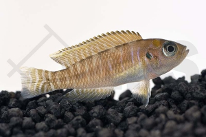 010084_Neolamprologus-brevis_Breitbinden-Schneckenbuntbarsch_01