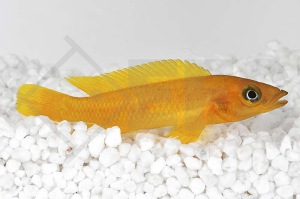010087_Neolamprologus-leleupi_Tanganjika-Goldcichlide_01