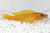 010087_Neolamprologus-leleupi_Tanganjika-Goldcichlide_01