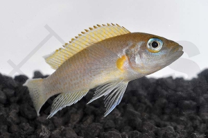 010088_Neolamprologus-spec-Daffodil_Daffodil-Schneckenbarsch_01