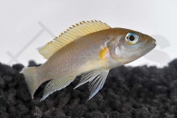 010088_Neolamprologus-spec-Daffodil_Daffodil-Schneckenbarsch_01