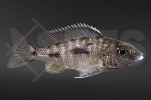 010092_Otopharynx-lithobates_Schwefelkopfmaulbrueter_01