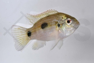 010096_Anomalochromis-thomasi_Afrikanischer-Schmetterlingsbuntbarsch_01