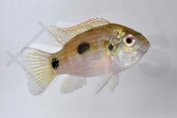 010096_Anomalochromis-thomasi_Afrikanischer-Schmetterlingsbuntbarsch_01