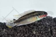 010098_Pelvicachromis-pulcher_Purpurprachtbarsch_01