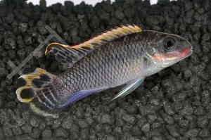 010099_Pelvicachromis-taeniatus_Smaragdprachtbarsch-nigeria-rot_01