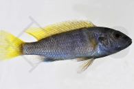 010103_Pseudotropheus-acei_Blauer-Gelbflossenmaulbrueter_01