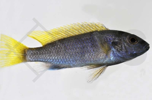 010103_Pseudotropheus-acei_Blauer-Gelbflossenmaulbrueter_01