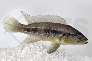 010105_Neolamprologus-tetracanthus_Perllinien-Tanganjikabuntbarsch_01