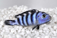 010106_Pseudotropheus-demasoni_Demasons-maulbrueter_01