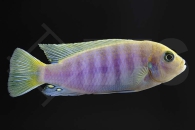010109_Maylandia-hajomaylandi_01