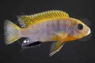 010110_Labidochromis-hongi_Blauer-Labidochromis-Red-Top_01